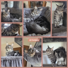 Maine Coon chaton vendu 1500 €