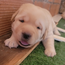 Acheter Labrador bébé pour 800 €