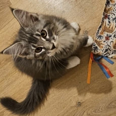 Acheter Maine Coon bébé pour 1200 €