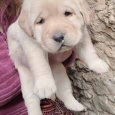 Cette petite femelle Labrador propose  l'achat est ne le 02/09/2025.