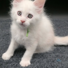 Acheter Maine Coon bébé pour 1800 €