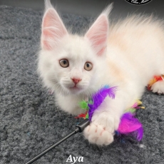 Maine Coon chaton vendu 1800 €