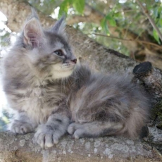 Chaton Maine Coon à adopter au prix de 1450 €
