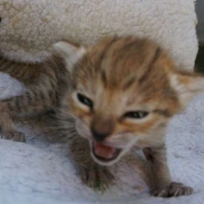 Acheter Chat Savannah bébé pour 1850 €