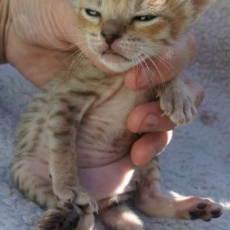 Chat Savannah chaton vendu 1850 €