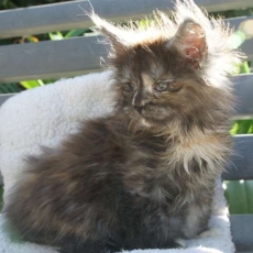 Acheter Maine Coon bébé pour 1450 €