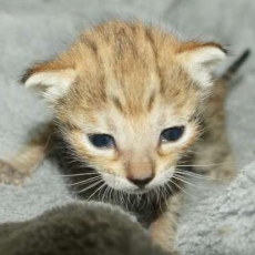 Chaton Chat Savannah à adopter au prix de 1850 €