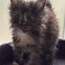Adoption chaton Maine Coon au prix de 1450 €