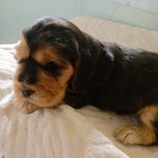 Acheter Cocker Anglais Spaniel bébé pour 1500 €