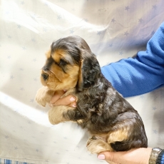 Adoption chiot Cocker Anglais Spaniel au prix de 1500 €