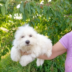 Chiot Coton de Tulear à adopter au prix de 1200 €