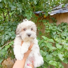 Chiot Coton de Tulear à adopter au prix de 990 €