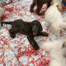 Chiot Cocker Anglais Spaniel à adopter au prix de 1500 €