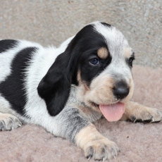 Chiot Basset Bleu de Gascogne à adopter au prix de 750 €