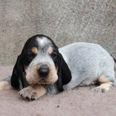 Chiot Basset Bleu de Gascogne à adopter au prix de 750 €