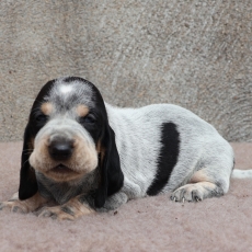 Acheter Basset Bleu de Gascogne bébé pour 750 €