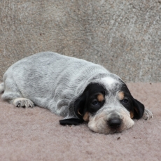 Adoption chiot Basset Bleu de Gascogne au prix de 850 €