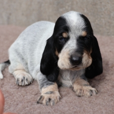 Adoption chiot Basset Bleu de Gascogne au prix de 850 €