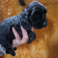 Acheter Cocker Anglais Spaniel bébé pour 1500 €