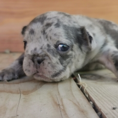 Adoption chiot Bouledogue Français au prix de 1600 €
