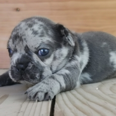Acheter Bouledogue Français bébé pour 1500 €