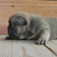 Chiot Bouledogue Français à adopter au prix de 1500 €