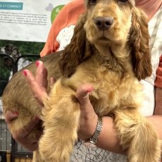 Chiot Cocker Anglais Spaniel à adopter au prix de 1500 €