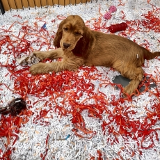 Cocker Anglais Spaniel chiot vendu 1500 €