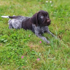 Chiot Braque Allemand  poil dur  vendre au prix de 760  vaccin et identifi.