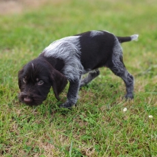 Chiot d'apparence de race Braque Allemand  poil dur  adopter.
