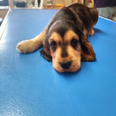 Adoption chiot Cocker Anglais Spaniel au prix de 1500 €