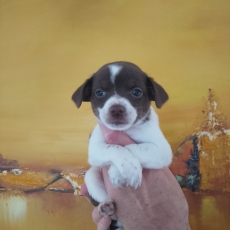 Ce petite mle Chihuahua propos  l'achat est n le 09/08/2025.