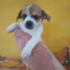 Chiot Chihuahua  vendre au prix de 850  vaccin et identifi.