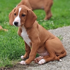 Chiot Chien Courant de Posavatz à adopter au prix de 760 €