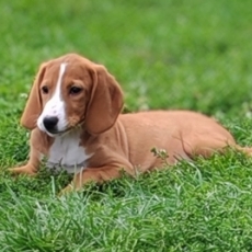 Acheter Chien Courant de Posavatz bébé pour 760 €