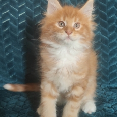 Maine Coon chaton vendu 1500 €