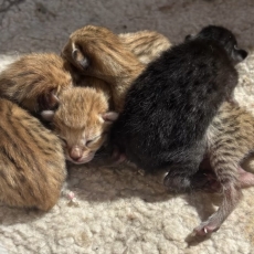 Chat Savannah chaton vendu 1850 €