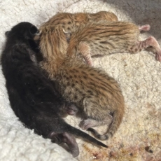 Chat Savannah chaton vendu 1850 €