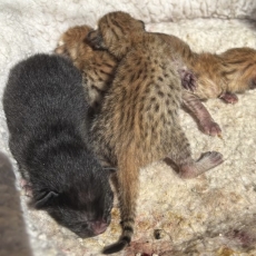 Chaton Chat Savannah à adopter au prix de 1850 €