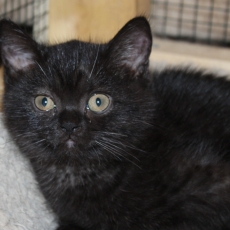Acheter British Shorthair bébé pour 1200 €