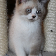 Adoption chaton British Shorthair au prix de 1200 €
