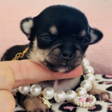 Chiot Chihuahua à adopter au prix de 1970 €