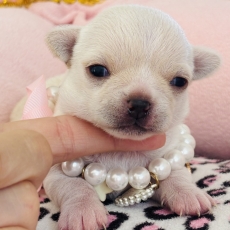 Acheter Chihuahua bébé pour 1870 €