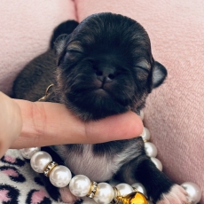 Adoption chiot Chihuahua au prix de 1970 €