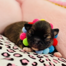 Adoption chiot Chihuahua au prix de 1870 €