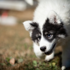 Laika de Yakoutie chiot vendu 500 €