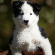 Adoption chiot Laika de Yakoutie au prix de 1650 €