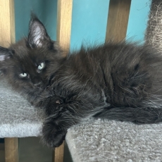 Acheter Maine Coon bébé pour 1300 €