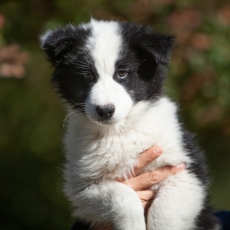 Chiot Laika de Yakoutie à adopter au prix de 1650 €