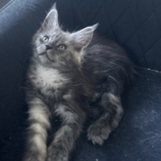 Acheter Maine Coon bébé pour 1400 €